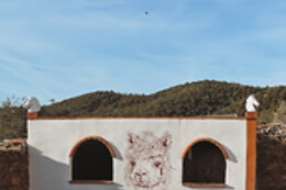 EXPERIENCE ALPACAS IN ANDALUCÍA