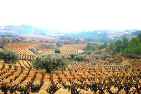 BODEGA MIQUEL JANÉ - photo 10
