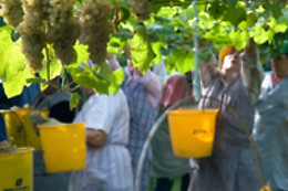 BODEGA ADEGA EIDOS