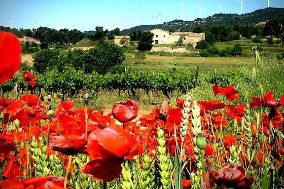CELLER CARLES ANDREU - photo 2