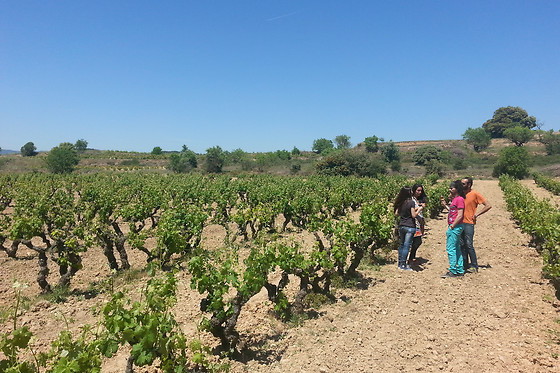CELLER CARLES ANDREU - photo 11