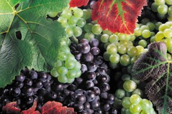 BODEGAS Y VIÑEDOS CASA DEL VALLE - photo 8