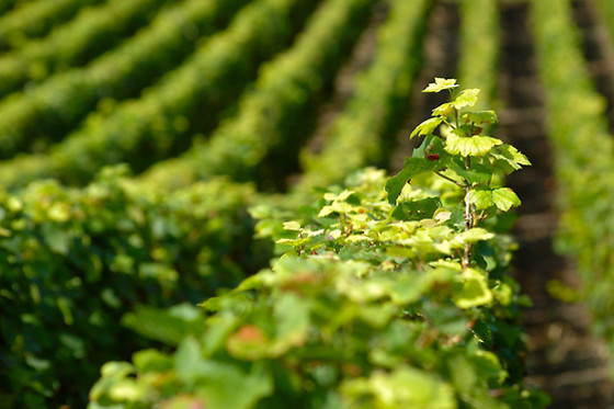BODEGA MIQUEL JANÉ - photo 0
