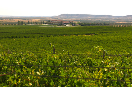 BODEGAS Y VIÑEDOS CASA DEL VALLE - photo 16